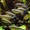 Неон черный (Hyphessobrycon herbertaxelrodi) - Изображение #3, Объявление #27217