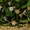 Скалярии - Pterophyllum scalar  - Изображение #3, Объявление #27216