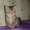 Срочно продаются котята породы скоттиш фолд  - Изображение #4, Объявление #30638
