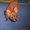 Потерялась маленькая собачка Той-терьер(длинношерстный, окрас рыжий, хвост не купи #44452