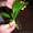 Эхинодорусы амазонские (аквариумные растения) #48754