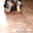 Продаются очаровательные щенки йоркширского терьера  - Изображение #2, Объявление #98729