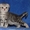 шотландские котята от родителей чемпионов - Изображение #2, Объявление #133709