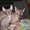 голые котята сфинксы - Изображение #3, Объявление #133547