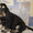 Продаются щенки английского коккер-спаниеля - Изображение #1, Объявление #215653