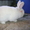 кролики порода Новозеландская белая - Изображение #2, Объявление #214950