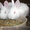кролики порода Новозеландская белая #214950