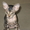 продаю котенка породы донской сфинкс - Изображение #1, Объявление #199975