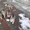 продаю щенков аляскинский маламут - Изображение #4, Объявление #224622