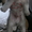 продаю щенков аляскинский маламут - Изображение #1, Объявление #224622