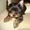 Продам щенка йоркширского терьера - Изображение #2, Объявление #224110