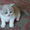 Плюшевые британские котята - Изображение #1, Объявление #231481