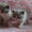 Плюшевые британские котята - Изображение #2, Объявление #231481