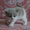 Плюшевые британские котята - Изображение #3, Объявление #231481