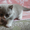 Плюшевые британские котята - Изображение #4, Объявление #231481