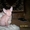 Котенок донского сфинкса. 4 мес. Окрас розовый табби #267313