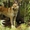 Классные щенки западно-сибирской лайки, с документами - Изображение #1, Объявление #394964