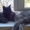 Британские котята + редкий окрас - Изображение #1, Объявление #489109