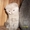 Шотландские котята в ласковые ручки - Изображение #1, Объявление #532251