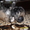 Продам щенят пекинеса! - Изображение #1, Объявление #525011