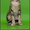 Продам прекрасных ориентальных котят  - Изображение #1, Объявление #532144