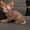  продам котят петерболд - Изображение #1, Объявление #594203