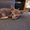 продам котят петерболд - Изображение #2, Объявление #594203