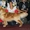 Шикарные щенки голден (золотистого)ретривера,  питомник Solar SWind