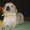 Шикарные щенки голден (золотистого)ретривера, питомник Solar SWind - Изображение #4, Объявление #701517