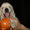Шикарные щенки голден (золотистого)ретривера, питомник Solar SWind - Изображение #5, Объявление #701517