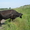 стельная ухоженную корову (6 отелов) голштинской породывысокоудойную (до 30 литр - Изображение #4, Объявление #702142