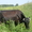 стельная ухоженную корову (6 отелов) голштинской породывысокоудойную (до 30 литр - Изображение #1, Объявление #702142