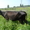 стельная ухоженную корову (6 отелов) голштинской породывысокоудойную (до 30 литр - Изображение #5, Объявление #702142