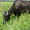 стельная ухоженную корову (6 отелов) голштинской породывысокоудойную (до 30 литр - Изображение #3, Объявление #702142