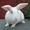 кролики Фландеры #900959