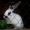 Кролики породы Бабочка - Изображение #1, Объявление #921330