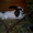 Кролики породы Бабочка - Изображение #3, Объявление #921330