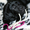 высокопородные щенки лабрадора из питомника - Изображение #5, Объявление #1058344