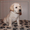 высокопородные щенки лабрадора из питомника - Изображение #1, Объявление #1058344