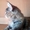 Шикарные котята мейн- кун. - Изображение #1, Объявление #1240716