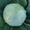 Семена белокочанной капусты KS 60 F1 фирмы Китано  #1372138