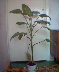 Комнатное растение дифффенбахия - Изображение #1, Объявление #23232