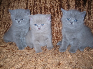 замечательные, клубные, британские котята - Изображение #1, Объявление #23830