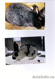 Продам кроликов - Изображение #2, Объявление #28309