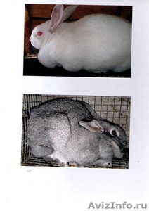 Продам кроликов - Изображение #1, Объявление #28309