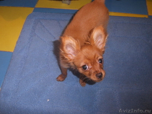 Потерялась маленькая собачка Той-терьер(длинношерстный,окрас рыжий,хвост не купи - Изображение #1, Объявление #44452