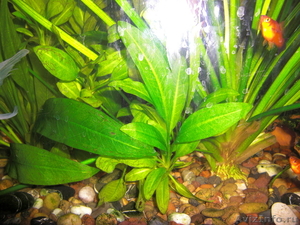 Эхинодорусы амазонские (аквариумные растения) - Изображение #2, Объявление #48754