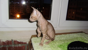 продажа котят породы донской сфинкс - Изображение #2, Объявление #48193