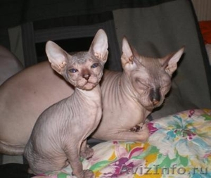 голые котята сфинксы - Изображение #3, Объявление #133547