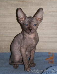 голые котята сфинксы - Изображение #2, Объявление #133547